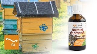 Propolis și tinctura de propolis - beneficii uimitoare pentru sănătate