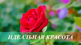 Идеальная красота (Ремейк). Усилитель женской красоты. Скрытые аффирмации. Саблиминал.