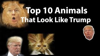 Top 10 Animals That Look Like Donald Trump - Hilarious Trump Lookalikes From The Animal Kingdom