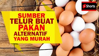 #dtvlele DARIMANA Sumber Telur YANG UNTUNG Buat Gemukin LELE Dengan CEPAT?