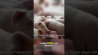 Pot Bellied Pigs  - The Hidden Genius of Your Future Best Friend