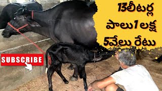 హైదరాబాద్ రైతుకు కొన్న 13లీటర్లపాల గేద #Murrahbuffalodairyfarm#i3media#8688123262#Karidiarysolutions