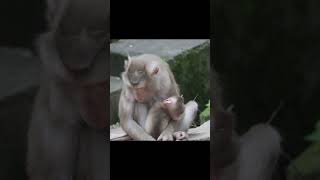 Monkey funny videos #1310 #babymonkey #shortvideo #short #viral #monkey #reels2023