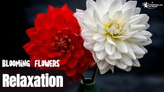 Time-Lapse: Watch Flowers Bloom Before Your Eyes #flowers #relaxation