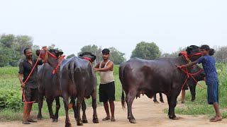 Top Class Buffaloes🚧Andhra Pardesh and Telangana ✅अब इन दो राज्य के लोग घर बैठे-बैठे ख़रीद रहे भैंस