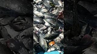 Hasil tangkapan hari ini #shortvideo #shorts #viral #tranding #mancing #ikan #fhising #nature #funny