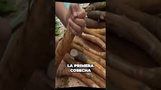 Los secretos de la exitosa producción de canela que te sorprenderán