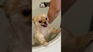 Dog Having a Bath! #shorts #dog #subscribe