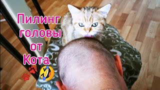 Вот это любовь? Забавный Британский котенок. Смешное видео с котом.