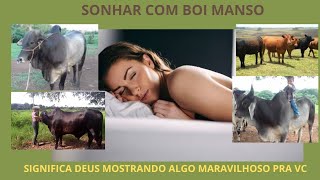 Sonhar com boi manso é Deus te anunciando uma coisa maravilhosa pra VC.