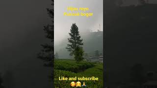 hijau royo kebun teh puncak bogor #hijauituindah#puncakbogor #kebunteh  #gunungmaspuncak