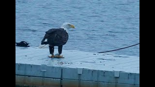 EAGLE KZ CATCHES FISH AND EATS ON DOCK LAKES 2105 SAT. AUG. 10, 2024 0546 0547