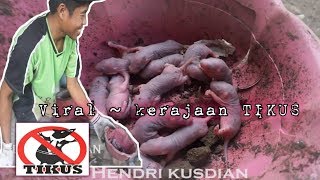 Viral - Kerajaan TIKUS