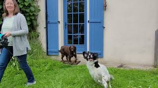 Short garden tour and a visit from the Grand dogs.