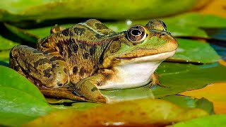 Amazing. A mosquito hides under the frog's mouth! 🐸😊 Funny frog