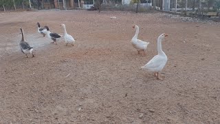 uma tarde curtindo meus bichinhos