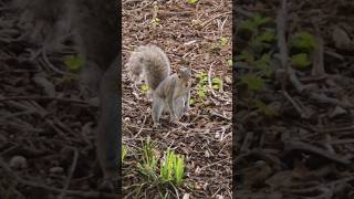 That's Nutz-Squirrel Tales! #squirrel #squirrels #facts #squirrelvideo #short #squirrelshorts #clip