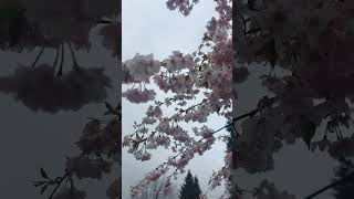 Spring day #shortvideo #spring #blossom #love