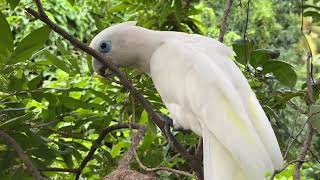 The Joyful Life of Two White Birds on the Branches