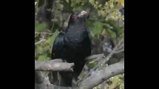 Asian Koel