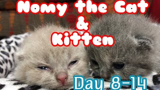 Nomy The Cat: Nomy & Kitten Day 8-14