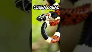 Cobra coral você sabe a Diferença? #Shorts #cobras