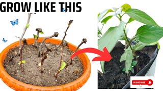 How to propagate Bougainvillea from cuttings | FASTEST way to grow Bougainvillea