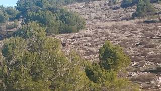 MUFLONES pastando en la cumbre de la montaña. Finca cinegética.