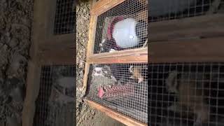 Introducing several different aged chickens in the coop