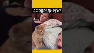 主人の心は子猫によってメロメロになった.. #子猫 #pet