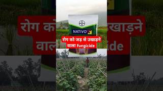 प्रीवेंटिव, क्यूरेटिव, इरेडिकेटिव fungicide |