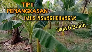 Kondisi Pohon Pisang Usia 6 Bulan Selepas Pemangkasan | Banana Tree Age 6 Months After Pruning