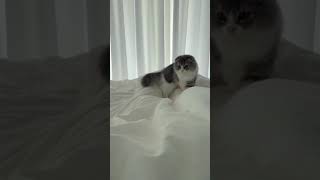 Cat Life 😽　#funny #funnyvideo #shorts #foryou #foryourpage #viral #fyp #tiktok #animal #cats #cat