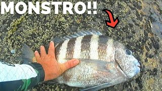 Esse  peixe foi criado a tódy. pescaria de costeira.