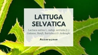 LATTUGA SELVATICA A MAGGIO