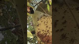 Honey Harvesting - Bee Master in Taiwan Ep-168 By Sarvaivel Rad