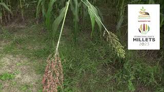 SORGHUM: A MILLET