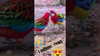 1 million views Pyar Kabhi Kam Nahin Karna#parrot vlogs my YouTube channel subscrabe🙏🙏