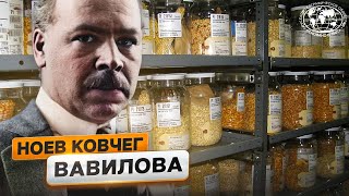 Мировое достояние: коллекция Вавилова  | @Русское географическое общество