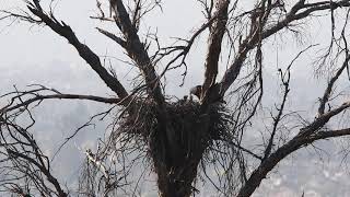 Bald Eagle chicks in Orange County