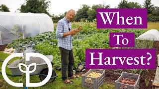 Potato Harvests, When and How by Pulling not Digging