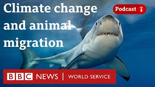 Why protecting animal migrations could help the planet - The Climate Question, BBC World Service