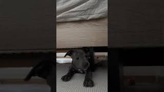 Playing with 2-month-old staffy: cute moment under the bed in Saint-Julien-en-Genevois, France