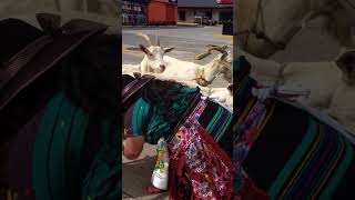 Organic Goat 🐐 milk 🥛 #travel #salvadorenosporelmundo #goatmilkingvideo #thanksforwatching 🐐🥛