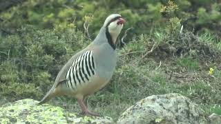 Keklik Avı (Bağlı) - الحجل طائر - куропатка - partridge