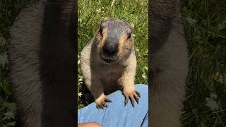 Himalayan Marmot Snuggling on My Lap While Snacking! Adorable Moments!#marmot #marmota #cutemarmot