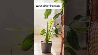 Indoor plants benefit shorts #reggaeton #musica