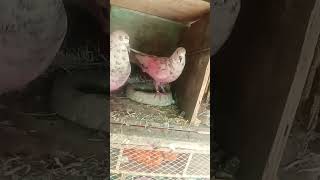 pigeons Don#youtube #pigeonpigeon