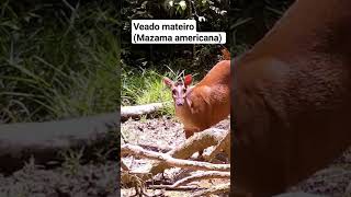 #Shorts VEADO MATEIRO DA AMAZÔNIA