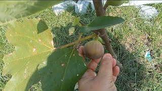 FIRST TIME MAKAN BUAH INI YG FRESH ‼️‼️‼️SAMBIL MASAK